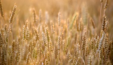 Çok güzel bir sabah. Buğday tarlası. Şehir dışında yaz günü.