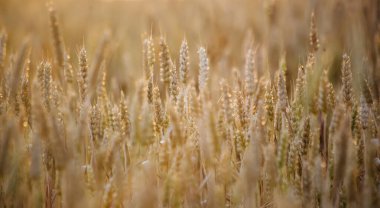 Çok güzel bir sabah. Buğday tarlası. Şehir dışında yaz günü.