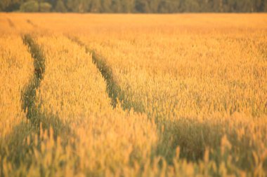 Çok güzel bir sabah. Buğday tarlası. Şehir dışında yaz günü.