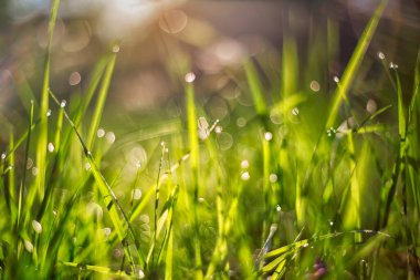 Sabahın köründe. Doğa uyanıyor. Çimlerde gün doğumu.