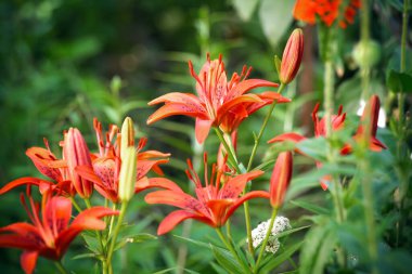 Güzel zambak çiçekleri. Yaz bahçesinde çiçekler.