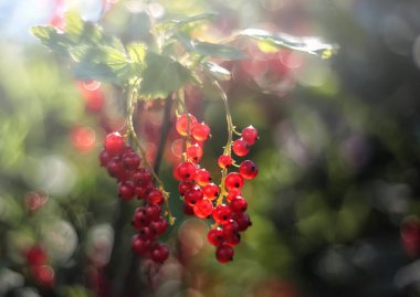 Frenk üzümü. Yazın böğürtlen topladılar. Lezzetli meyve.