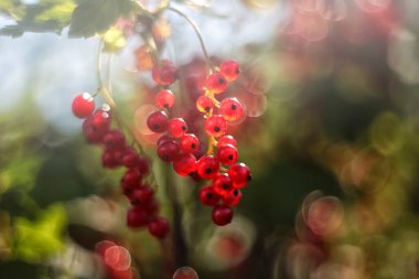 Frenk üzümü. Yazın böğürtlen topladılar. Lezzetli meyve.
