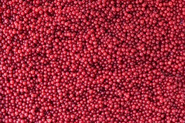 Frenk üzümü. Yazın böğürtlen topladılar. Lezzetli meyve.