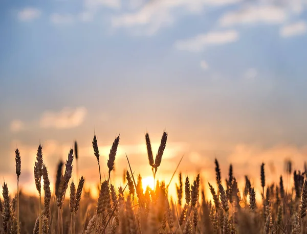 Çok güzel bir sabah. Buğday tarlası. Şehir dışında yaz günü.