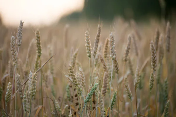 Чудовий Ранок Пшеничне Поле Літній День Містом — стокове фото