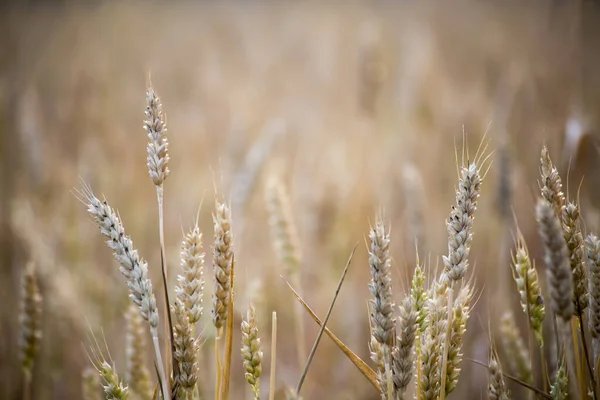 Ist Ein Schöner Morgen Weizenfeld Sommertag Außerhalb Der Stadt — Stockfoto