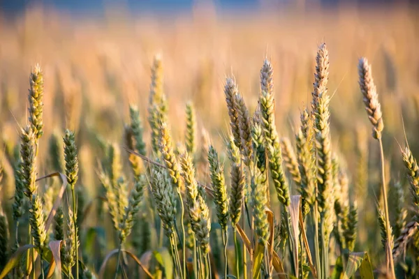 Чудовий Ранок Пшеничне Поле Літній День Містом — стокове фото