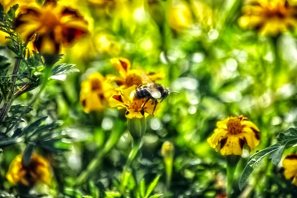 Est Bourdon Sur Une Fleur Belle Fleur Jour Été — Photo