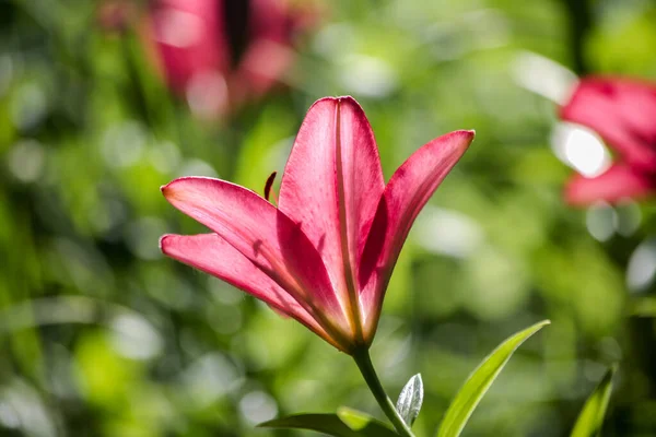 Beautiful Lily Flowers Flowers Summer Garden — Stock Photo, Image