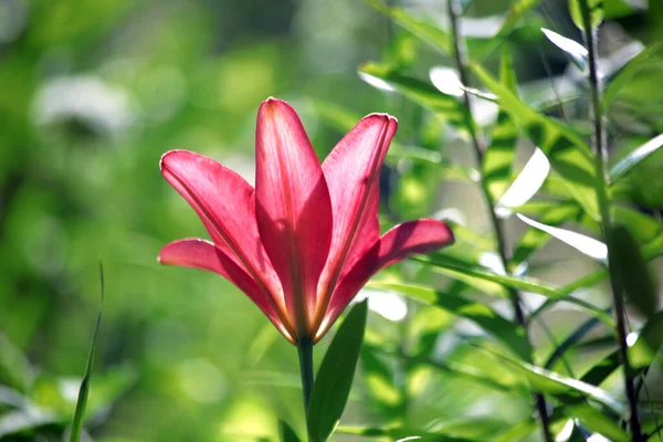 Piękne Kwiaty Lilii Kwiaty Ogrodzie Letnim — Zdjęcie stockowe