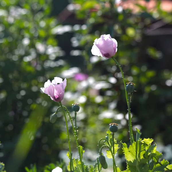 Прекрасні Макові Квіти Квіти Літньому Саду — стокове фото