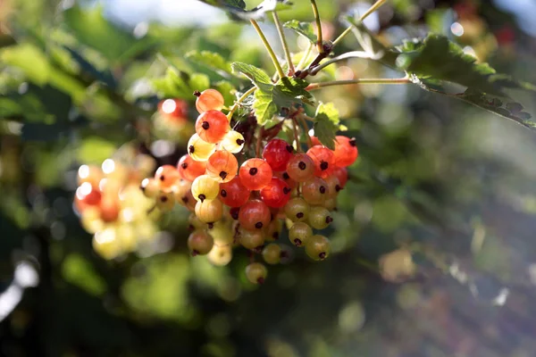 Röda Vinbär Plockade Bär Sommaren Läckra Bär — Stockfoto