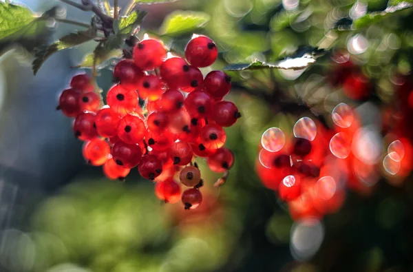 Röda Vinbär Plockade Bär Sommaren Läckra Bär — Stockfoto