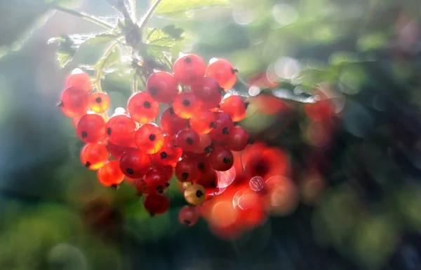 Rode Bes Plukten Bessen Zomer Heerlijke Bes — Stockfoto