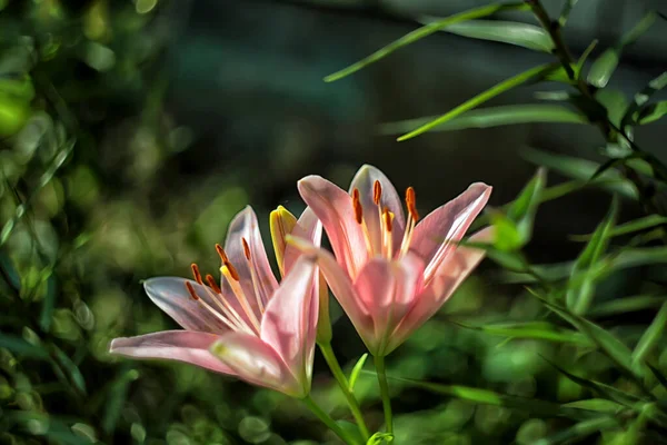 Όμορφα Λουλούδια Κρίνου Λουλούδια Στον Καλοκαιρινό Κήπο — Φωτογραφία Αρχείου