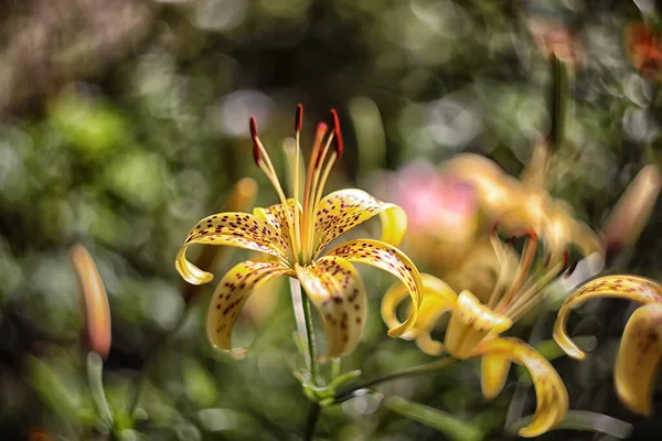 Güzel Zambak Çiçekleri Yaz Bahçesinde Çiçekler — Stok fotoğraf