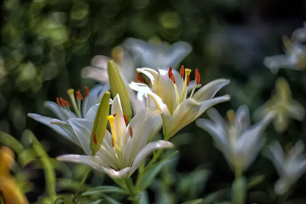 Belles Fleurs Lys Fleurs Dans Jardin Été — Photo