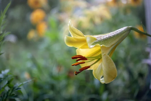 Beautiful Lily Flowers Flowers Summer Garden — Stock Photo, Image