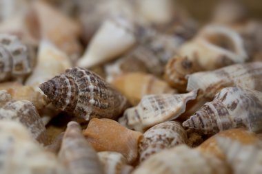 Deniz kenarında kabukları