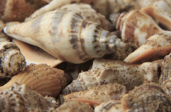 Shells at the seaside — Stock Photo, Image