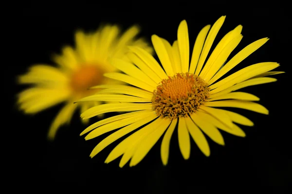 Flor — Fotografia de Stock