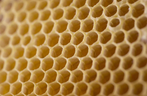 Biodling, honung, söta naturprodukter från gården — Stockfoto