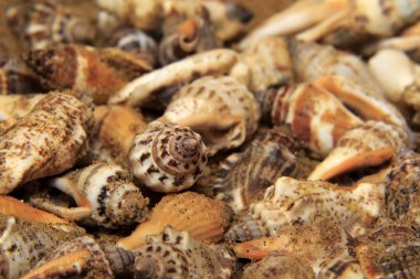 Deniz boş. Kabukları