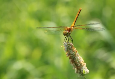 Yusufçuk, Yusufçuk çimlerin, üzerine yaz