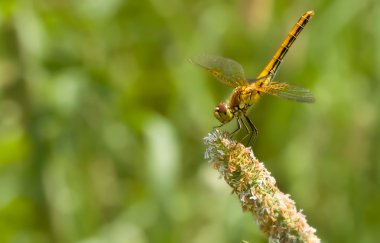 Yusufçuk, Yusufçuk çimlerin, üzerine yaz