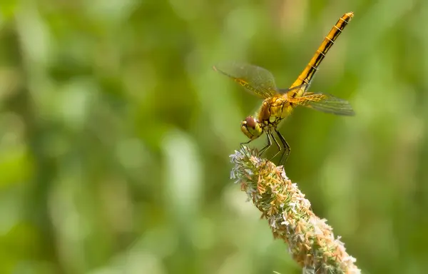 Dragonfly, dragonfly on grass, summer — Stock Photo, Image