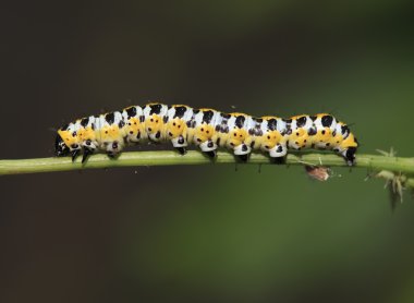 Caterpillar, yaz, çim, makro