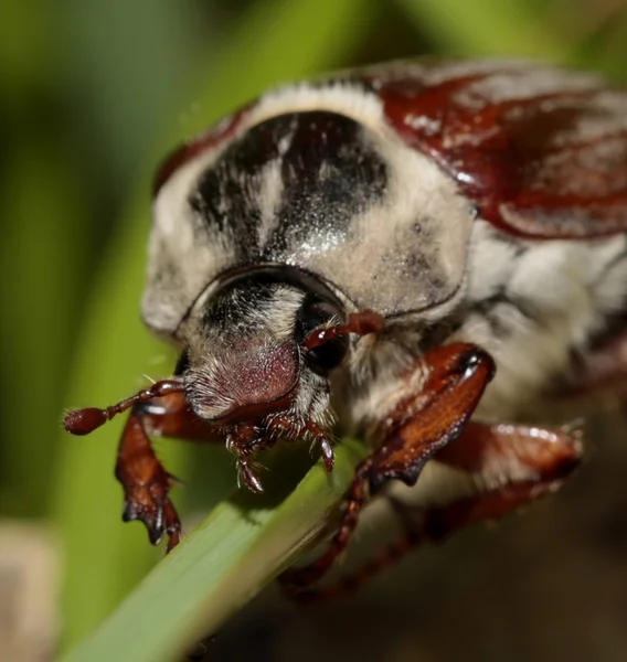 May beetle. Beetle large beetle — Stock Photo, Image