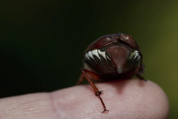 May beetle. Beetle large beetle — Stock Photo, Image