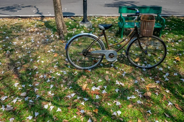 Bicicleta Grama Para Andar Parque — Fotografia de Stock