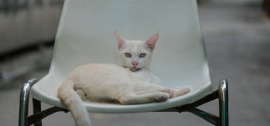 Şirin beyaz bir kedi, insanlar tarafından fareleri kovalamak için tutulan yerli bir kedi. Beyaz kedi resimleri..