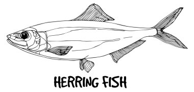Beyaz arka plan üzerinde satırlarında ringa balığı doodle.