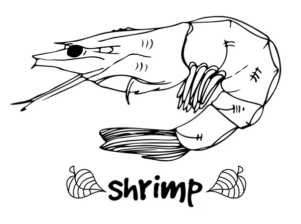 Shrimp Doodle in Linien auf weißem Hintergrund. — Stockvektor