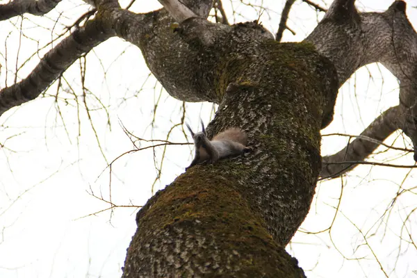 Una ardilla estaba de pie sobre un árbol boca abajo — Foto de Stock