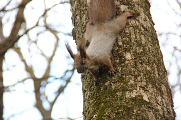 Ein neugieriges graubraunes Eichhörnchen — Stockfoto