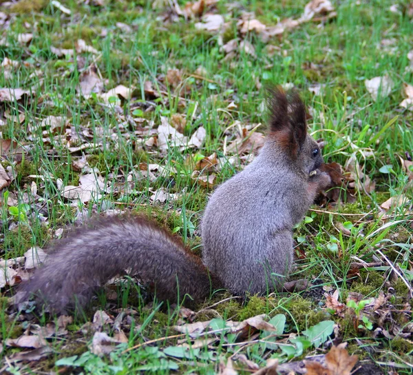 Donker grijze eekhoorn eet een moer — Stockfoto