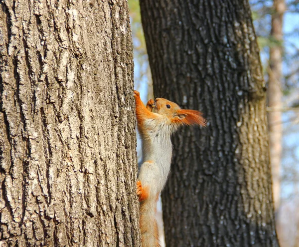 Rotes Eichhörnchen sitzt auf einem Baum — Stockfoto