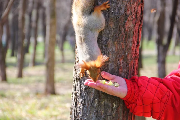 リスを食べる心からリンゴの部分 — ストック写真