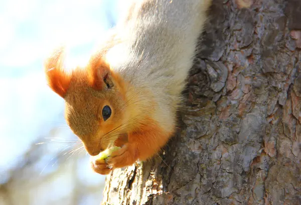 Esquilo vermelho comendo maçã — Fotografia de Stock