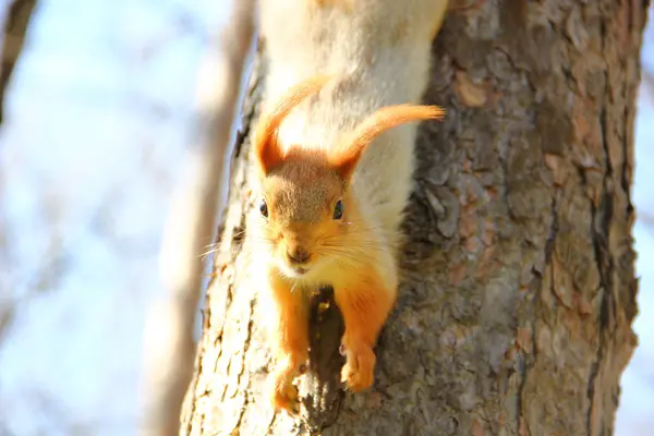 Scoiattolo guarda da un albero — Foto Stock