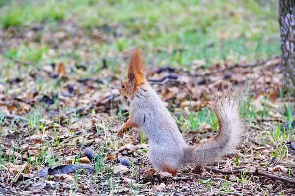 Eichhörnchen mit Nuss im Maul — Stockfoto