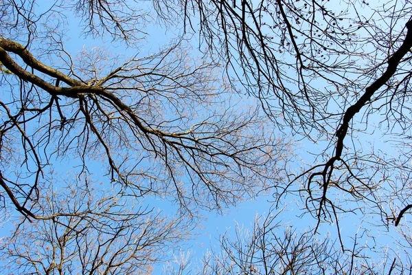 Las ramas de un árbol contra el cielo —  Fotos de Stock