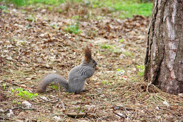 Ciemny szary wiewiórka gospodarstwa w jego łapy orzech — Zdjęcie stockowe