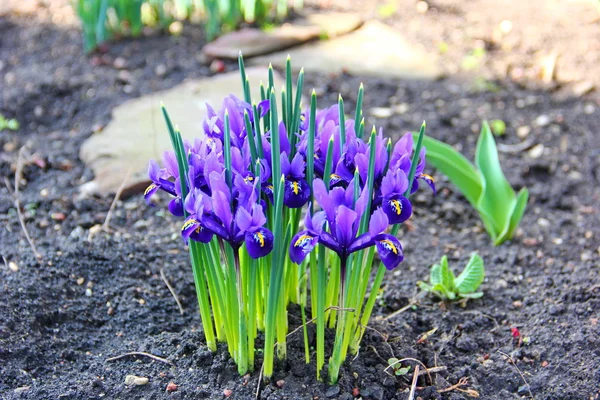 Bahar çiğdemler ilk çiçekleri