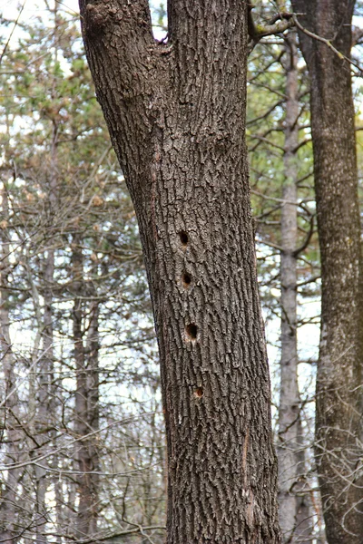 Trä med fyra hål — Stockfoto